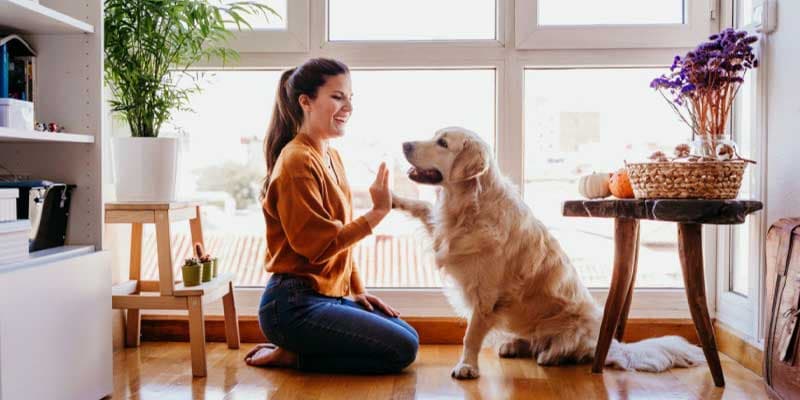 How Pets Affect Your Home’s Heating and Cooling System
